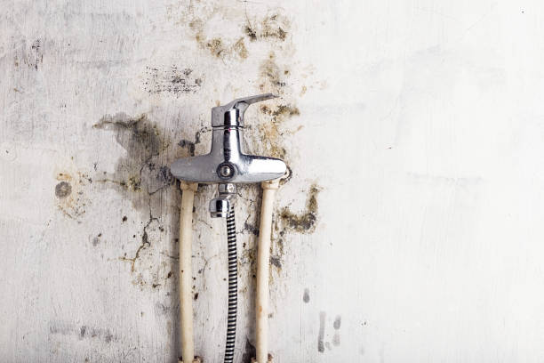 Best Fast Mold Removal  in Audubon, IA