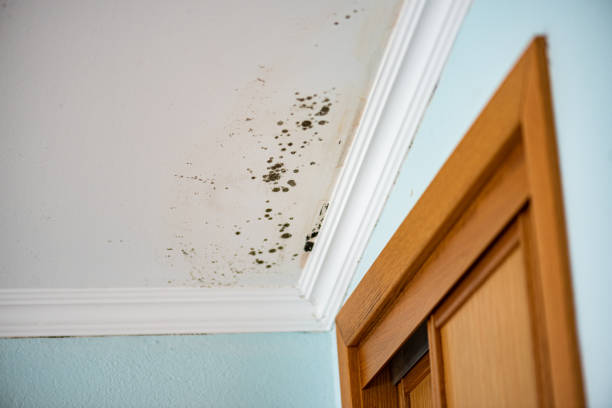 Best Crawl Space Mold Removal  in Audubon, IA