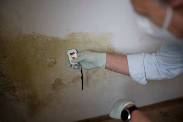 Audubon, IA Mold Removal Company