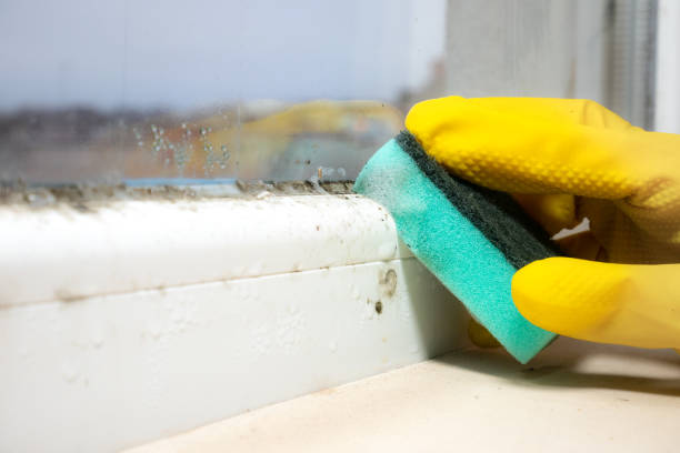 Best Certified Mold Removal  in Audubon, IA