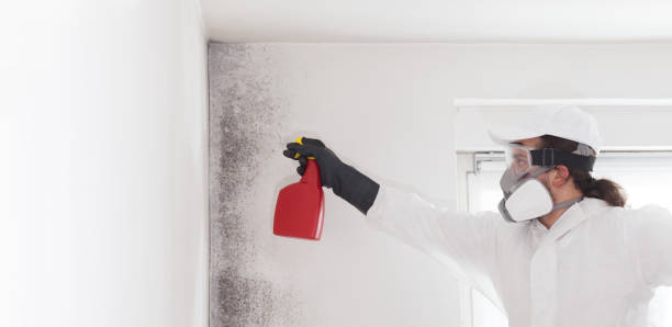 Best Attic Mold Removal  in Audubon, IA
