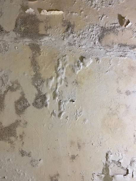 Best Commercial Mold Removal  in Audubon, IA