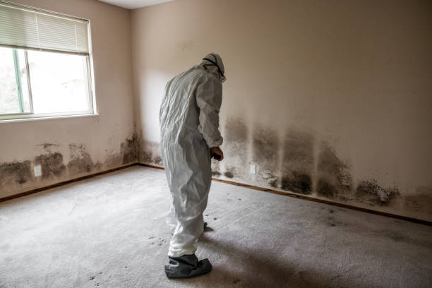 Best Mold Cleaning Services  in Audubon, IA