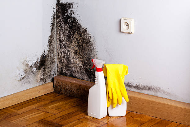 Crawl Space Mold Removal in Audubon, IA