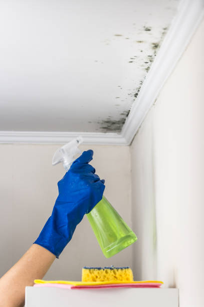 Mold Testing and Removal in Audubon, IA