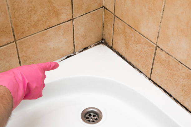 Best Professional Mold Removal  in Audubon, IA