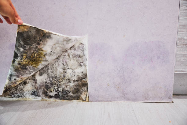 Best Office Mold Removal Services  in Audubon, IA